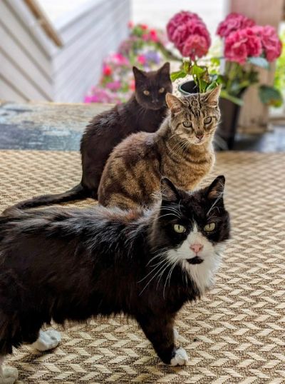 Raisa and Mitch’s cat family—Shazam, Leonardo, and Barrington—at home in Midtown Toronto