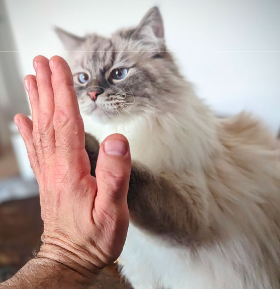 Cat client Waffles giving a High Five to his cat sitter