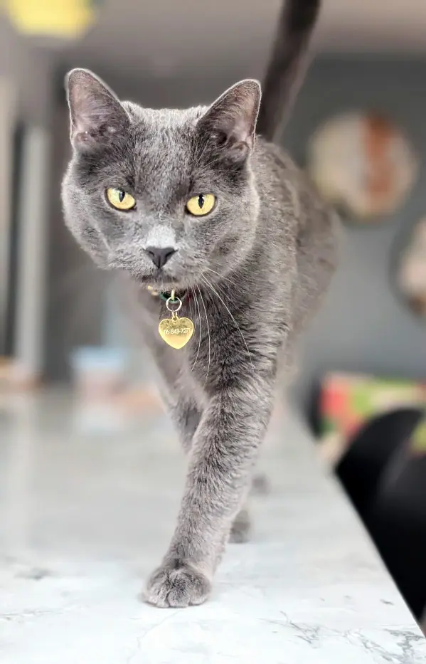 Russian blue cat enjoying professional in-home cat sitting care