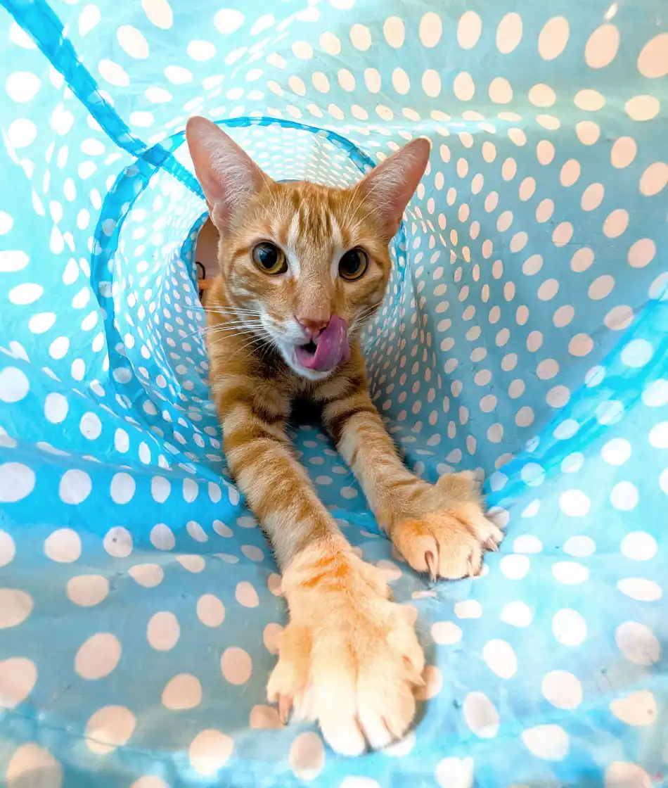 Cat client Simba playing in tunnel on his cat sitting visit.