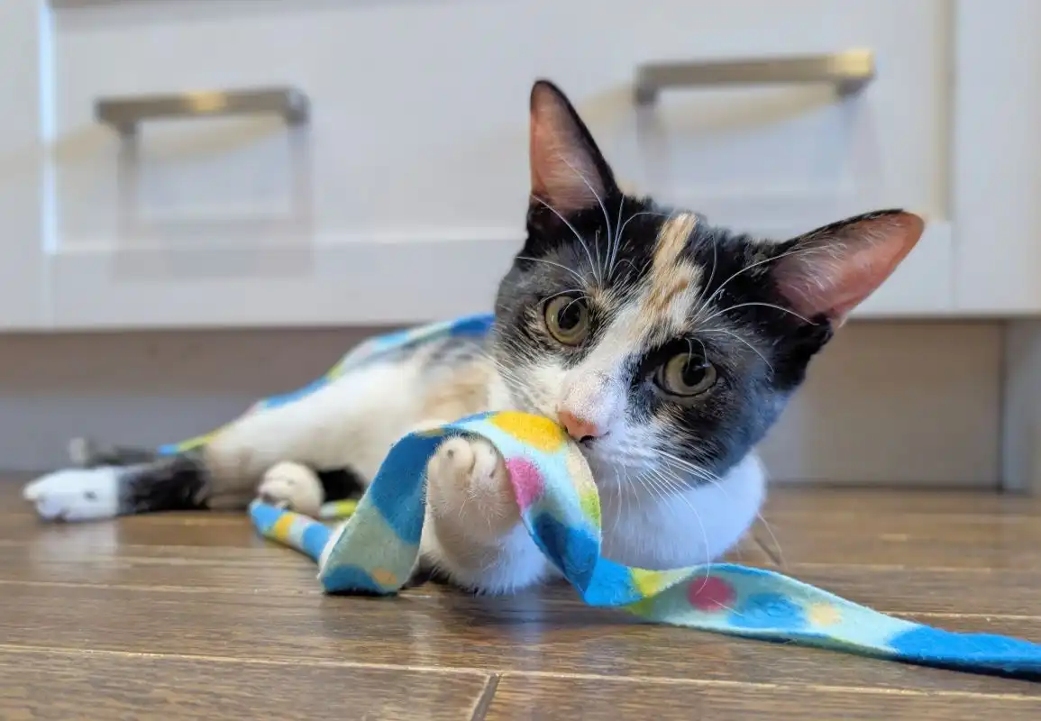 Kitten client Masisey playing with a ribbon on a cat sitting visit