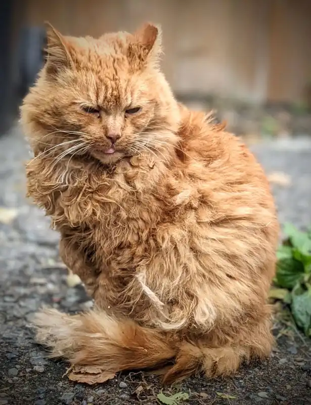 Outdoor community cat Amber sittingoutside after eating his meal from his cat sitter.