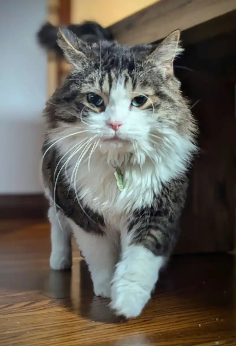 Cat client Abella walking toward his cat sitter.