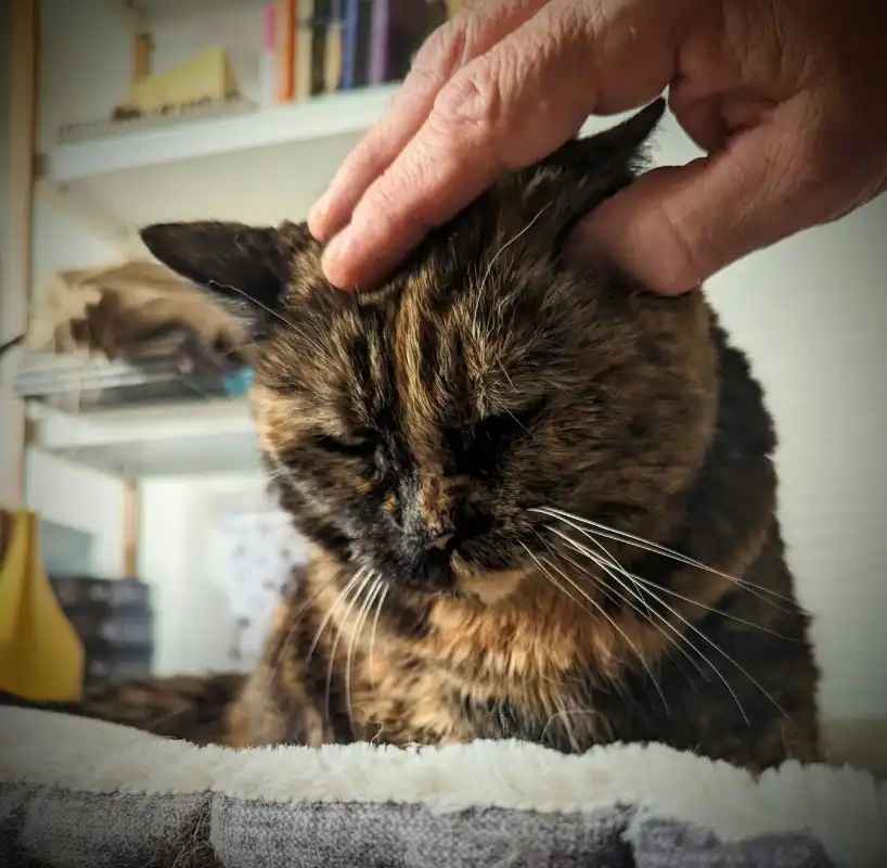 Kitten client Masisey playing with a ribbon on a cat sitting visit