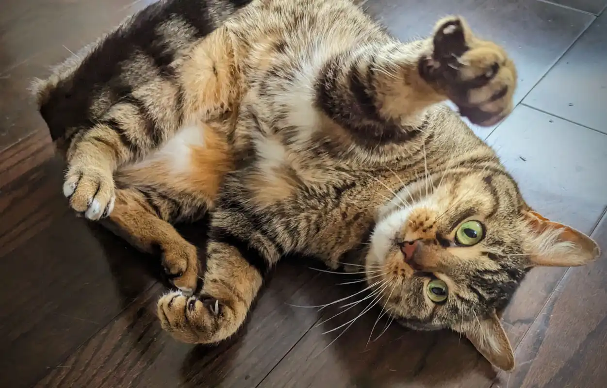Tabby cat sitting client playing