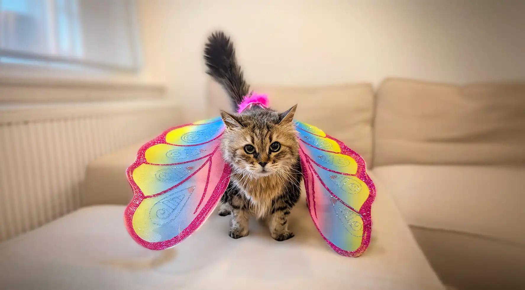 Cat sitting client Alex wearing her favourite colourful fairy wings sitting on couch at home in Midtown Toronto