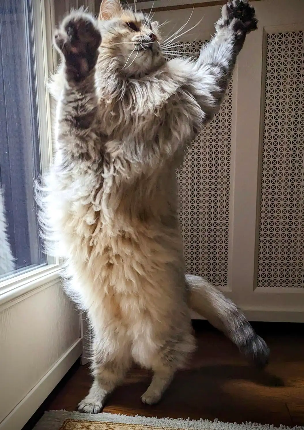 Cat client Mischa jumping for joy at cat sitting visit in Toronto