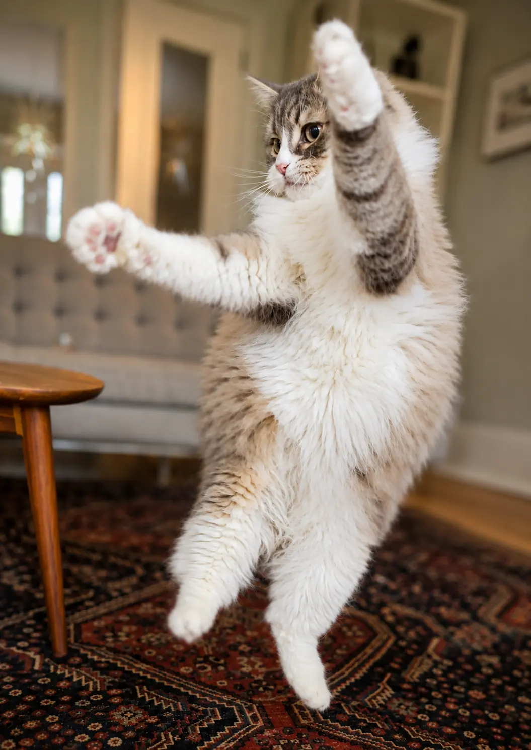 Cat client Lucy jumping for joy at cat sitting visit in Toronto